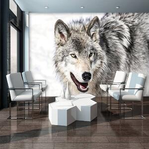 Fototapeta - Sněžný vlk (254x184 cm)