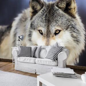 Fototapeta - Sněžný vlk (254x184 cm)