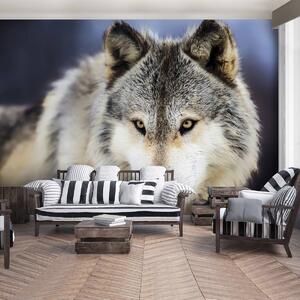 Fototapeta - Sněžný vlk (152,5x104 cm)