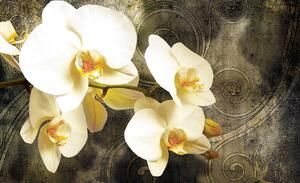 Fototapeta - Orchideje (152,5x104 cm)