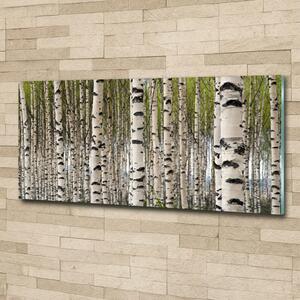 Moderní skleněný obraz z fotografie Břízový les osh-31867188