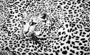 Fototapeta - Černobílá - gepard (254x184 cm)