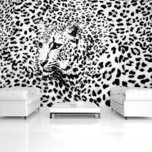 Fototapeta - Černobílá - gepard (152,5x104 cm)