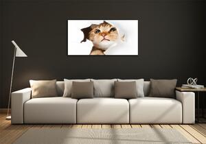 Moderní skleněný obraz z fotografie Kočka v díře osh-33902265