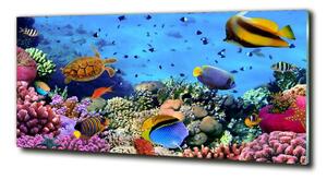 Fotoobraz na skle Korálový útes osh-35544351