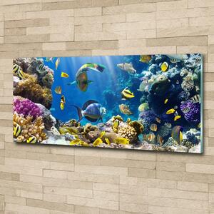 Fotoobraz na skle Korálový útes osh-36026012