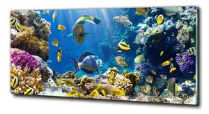 Fotoobraz na skle Korálový útes osh-36026012