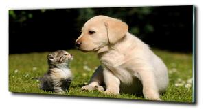 Foto obraz skleněný horizontální Pes a kočka na louce osh-38411802