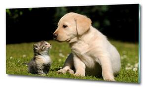 Foto obraz skleněný horizontální Pes a kočka na louce osh-38411802