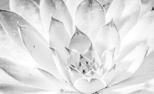 Fototapeta - Lotosový květ (152,5x104 cm)