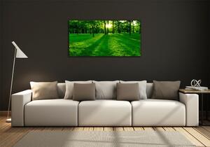 Foto obraz skleněný horizontální Tráva v parku osh-3863874