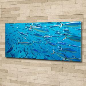 Foto obraz skleněný horizontální Korálové ryby osh-39421860