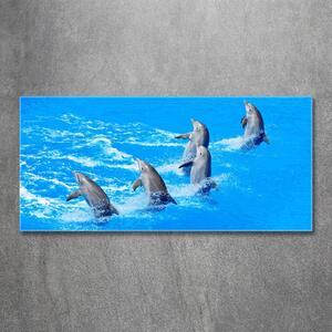 Foto obraz sklo tvrzené Delfíny osh-39687572