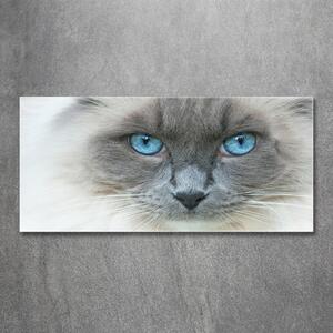 Moderní skleněný obraz z fotografie Kočka modré oči osh-41430581