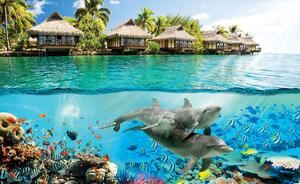 Fototapeta - Delfíni na Havaji (254x184 cm)