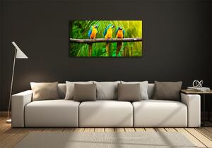 Moderní skleněný obraz z fotografie Papoušci na větvi osh-42532067