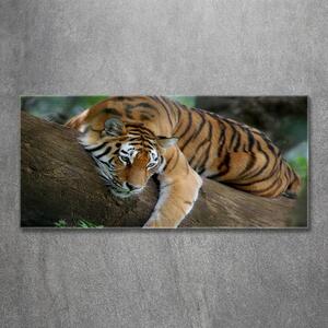 Foto obraz skleněný horizontální Tygr na stromě osh-4289086