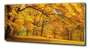 Foto obraz sklo tvrzené Podzim v parku osh-43414176