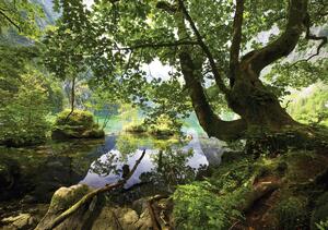 Fototapeta - Rybník skrytý v lese (254x184 cm)