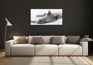 Foto obraz skleněný horizontální Šedá kočka osh-43951156