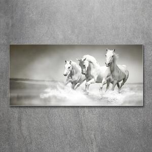 Foto obraz fotografie na skle Bílí koně osh-44040199