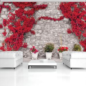 Fototapeta - Popínavé rostliny na kamenné zdi (152,5x104 cm)