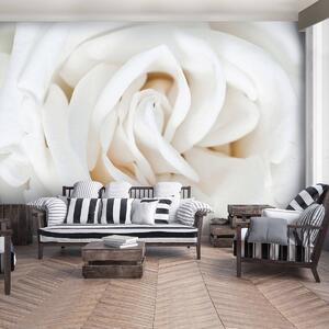 Fototapeta - Bílá růže (152,5x104 cm)