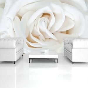 Fototapeta - Bílá růže (254x184 cm)