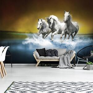 Fototapeta - Bílý kůň tryskem na vodě (152,5x104 cm)