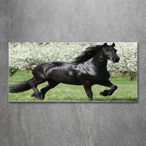Foto obraz sklo tvrzené Černý kůň květiny osh-51258832