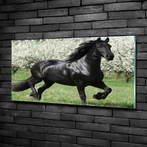 Foto obraz sklo tvrzené Černý kůň květiny osh-51258832