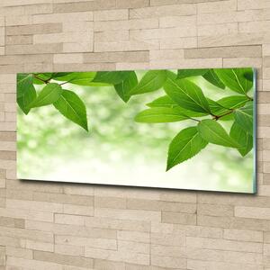 Foto obraz skleněný horizontální Zelené listí osh-51811576