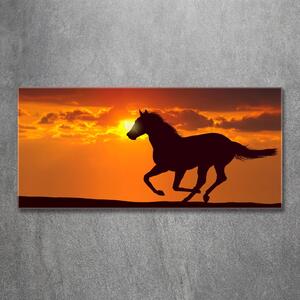 Foto obraz sklo tvrzené Kůň západ slunce osh-53365535