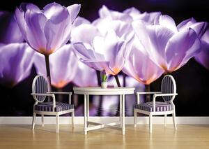Fototapeta - Květiny - fialový nádech (152,5x104 cm)