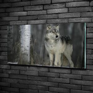 Foto obraz fotografie na skle Šedý vlk osh-57875164
