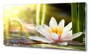 Fotoobraz na skle Vodní lilie osh-58356953