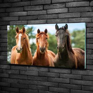 Moderní skleněný obraz z fotografie Tři koně osh-58776709