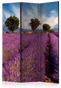 Paraván - Lavender field in Provence, France [Room Dividers]