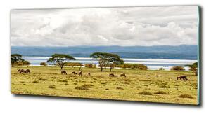 Foto obraz fotografie na skle Jezero Naivasha osh-60219348