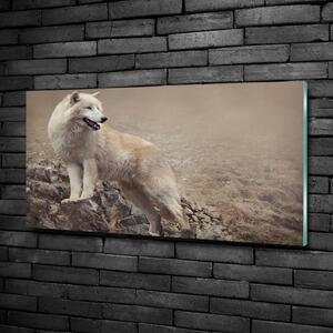 Foto obraz sklo tvrzené Bílý vlk na skále osh-60381309