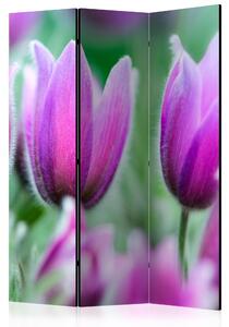 Paraván - Purple spring tulipány [Room Dividers]