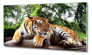 Foto obraz sklo tvrzené Tygr na skále osh-61968911