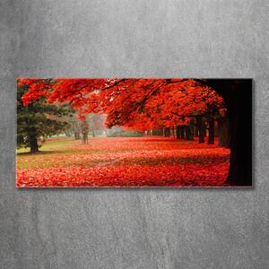 Foto obraz sklo tvrzené Stromy podzim osh-62277653