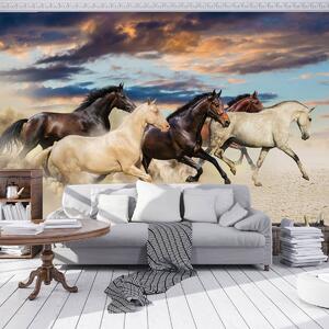 Fototapeta - Cval Mustangů (152,5x104 cm)