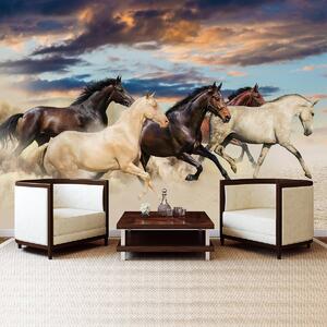 Fototapeta - Cval Mustangů (152,5x104 cm)