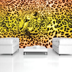 Fototapeta - Gepard leopardí zvíře (152,5x104 cm)