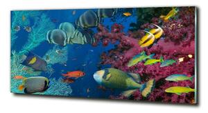 Fotoobraz na skle Korálový útes osh-64308436