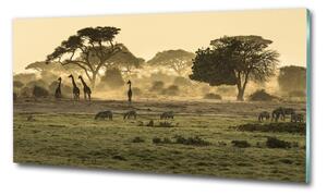 Fotoobraz na skle Žirafy na savaně osh-64472028