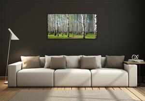 Fotoobraz na skle Břízový les osh-64516023