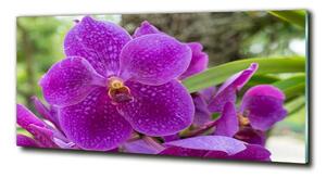 Foto obraz skleněný horizontální Orchidej osh-64607986